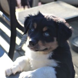 Miniature American Shepherd Puppies from Eagles Landing Miniature American Shepherds