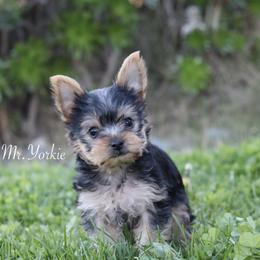 Yorkshire Terrier Puppies from Mr.Yorkie