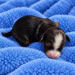 Dakota - Sable male Bernedoodle puppy in Milton, Florida from Sutton Place Doodles