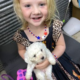 Honey - White female Bichon Frise puppy in Cave City, Kentucky from Loretta's Pups
