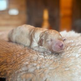 Beau - Cream male Goldendoodle puppy in Millville, California from Hope Lane Kennels