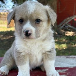 Andrew - Sable and white male American Corgi puppy in Preston, Idaho from KC Bar