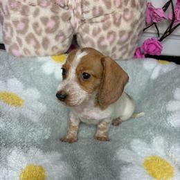 Lindsey - Piebald female Dachshund puppy in Lake City, Florida from My Ditzy Doxies of Florida