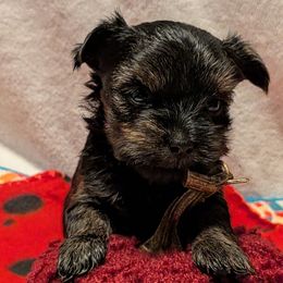 Darling - Black and gold female Yorkshire Terrier puppy in Gatesville, Texas from KontryKritterz Yorkies
