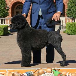 Mia - Portuguese Water Dog