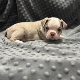 'Michael' - Lilac male Boston Terrier puppy in Temple, Texas from Splashed To Perfection Farms