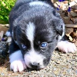 Emerie - Black & white female Miniature American Shepherd puppy in Damascus, Oregon from Rebel Soul Minis