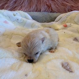 Female 3 - Cream parti female Pomeranian puppy in Success, Missouri from Sweet Success