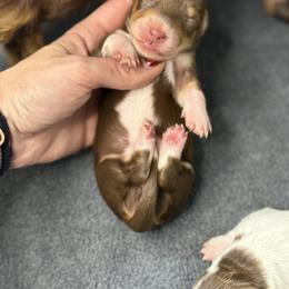 Dashie - Chocolate and cream female Dachshund puppy in Oklahoma City, Oklahoma from Barrett’s Doxie Farm