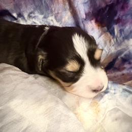 Glamour (with tail) - Black tri female Miniature American Shepherd puppy in Olympia, Washington from Shamayim Shepherds