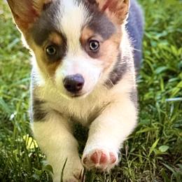 Juniper-Beautiful tri girl with natural long tail - Blue female Pembroke Welsh Corgi puppy in Taylorsville, North Carolina from Mill Creek’s Pembroke Welsh Corgis and French Bulldogs