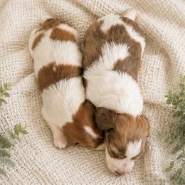 Dachshund puppies from Cape Cod Doxies