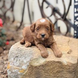 Prince - Red  male Goldendoodle puppy in Wharton, Texas from Little Fur Friends