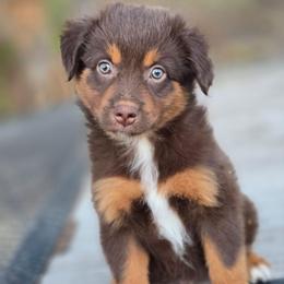 Rustin - Red tri male Miniature Australian Shepherd puppy in Paris, Texas from Blue Envy Mini Aussies