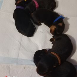 Blue - Black and mahogany male Rottweiler puppy in Janesville, Wisconsin from Maciel House of Rottweilers
