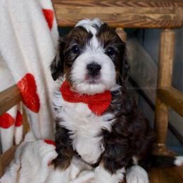 Jack - Tri Merle - Merle male Bernedoodle puppy in Bowling Green, Ohio from Windy Creek Doodles
