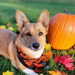Uff'da - Pembroke Welsh Corgi