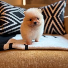Will t h - Cream male Pomeranian puppy in San Antonio, Texas from San Antonio Pomeranian