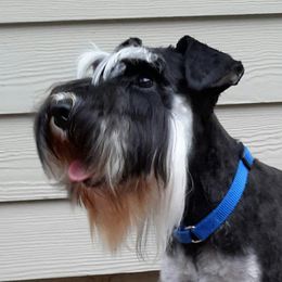 Karis - Miniature Schnauzer