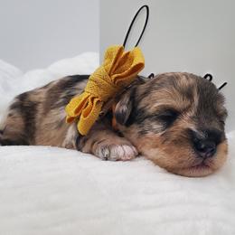 Miss Gold - Merle female Schnoodle puppy in Leitchfield, Kentucky from Eveleigh Acres Puppies