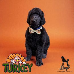 Turkey - Black male Poodle puppy in Nederland, Texas from Lingo Standard Poodles