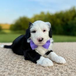 Wooly Bully - Black and white male Sheepadoodle puppy in Adams, Nebraska from Boxcar Doodles and Poodles