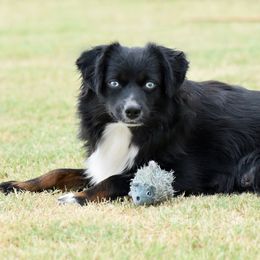 Miniature American Shepherds, Miniature Australian Shepherds, and Toy Australian Shepherds from Shooting Stars Ranch Toy and Mini Aussies