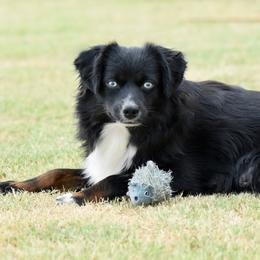 Miniature American Shepherds, Miniature Australian Shepherds, and Toy Australian Shepherds from Shooting Stars Ranch Toy and Mini Aussies