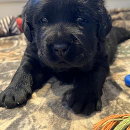 Labrador Retriever Puppies from LakeHouse Labrador Retriever