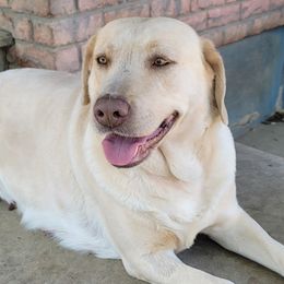 Kyota - Labrador Retriever
