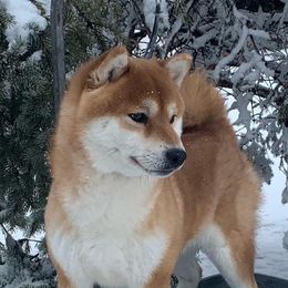 Budokan - Shiba Inu