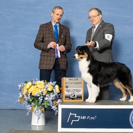 Ragnar - Australian Shepherd