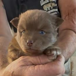 Jewel - Chocolate female Pomsky puppy in Spring Hill, Florida from PDQ Pomskies