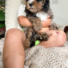 Cockapoo Puppies from Cockapoo Puppies and Co.