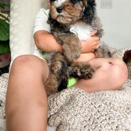 Cockapoo Puppies from Cockapoo Puppies and Co.