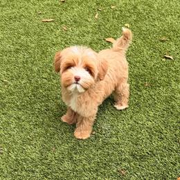 Emmett - Caramel male Australian Labradoodle puppy in Nashville, Tennessee from SF Australian Labradoodles