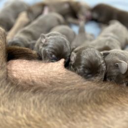 Dilute Retriever and Labrador Retriever Puppies from CKB Labradors