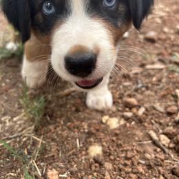 Australian Shepherd and Miniature Australian Shepherd Puppies from Wiggle Creek Aussies