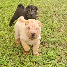 Chinese Shar-Pei Puppies from Iron Lotus Kennels