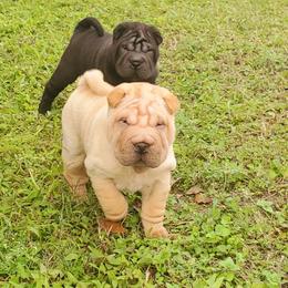 Chinese Shar-Pei Puppies from Iron Lotus Kennels