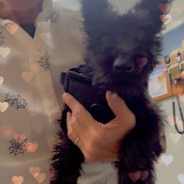 Maxamus - Black brindle male Scottish Terrier puppy in Mancelona, Michigan from Stefany Farm of Happiness