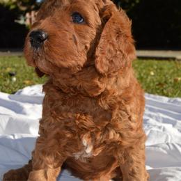 Holly - Red  female Goldendoodle puppy in Arcadia, California from Ginger Doodles