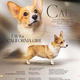 Cali - Pembroke Welsh Corgi