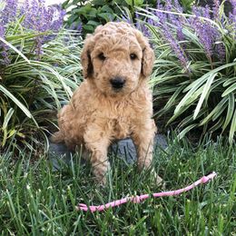 Poodle Puppies from Rupert-Smith's Poodles