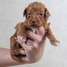 Fig - Red  male Goldendoodle puppy in Warsaw, Ohio from Lovabledoodles