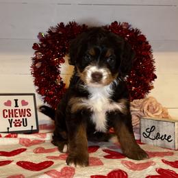 Adele - Tri-color female Bernedoodle puppy in Gilbert, Arizona from The Berne Barn... it’s a Doodle thing!