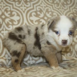 Paprika - Red merle female Toy Australian Shepherd puppy in Licking, Missouri from Burnett Aussies