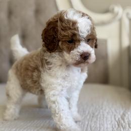 Ethel - Blenheim female Cavapoo puppy in Beckley, West Virginia from By Design Doodles
