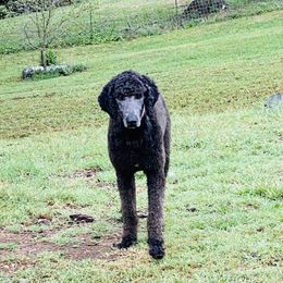 Twixie - Poodle