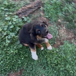 Bo - Black tri male Miniature Australian Shepherd puppy in Shingletown, California from Whiskeytown Aussies